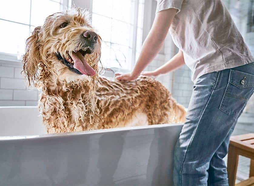 Cane che fa il bagno.