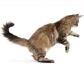 Immagine gatto