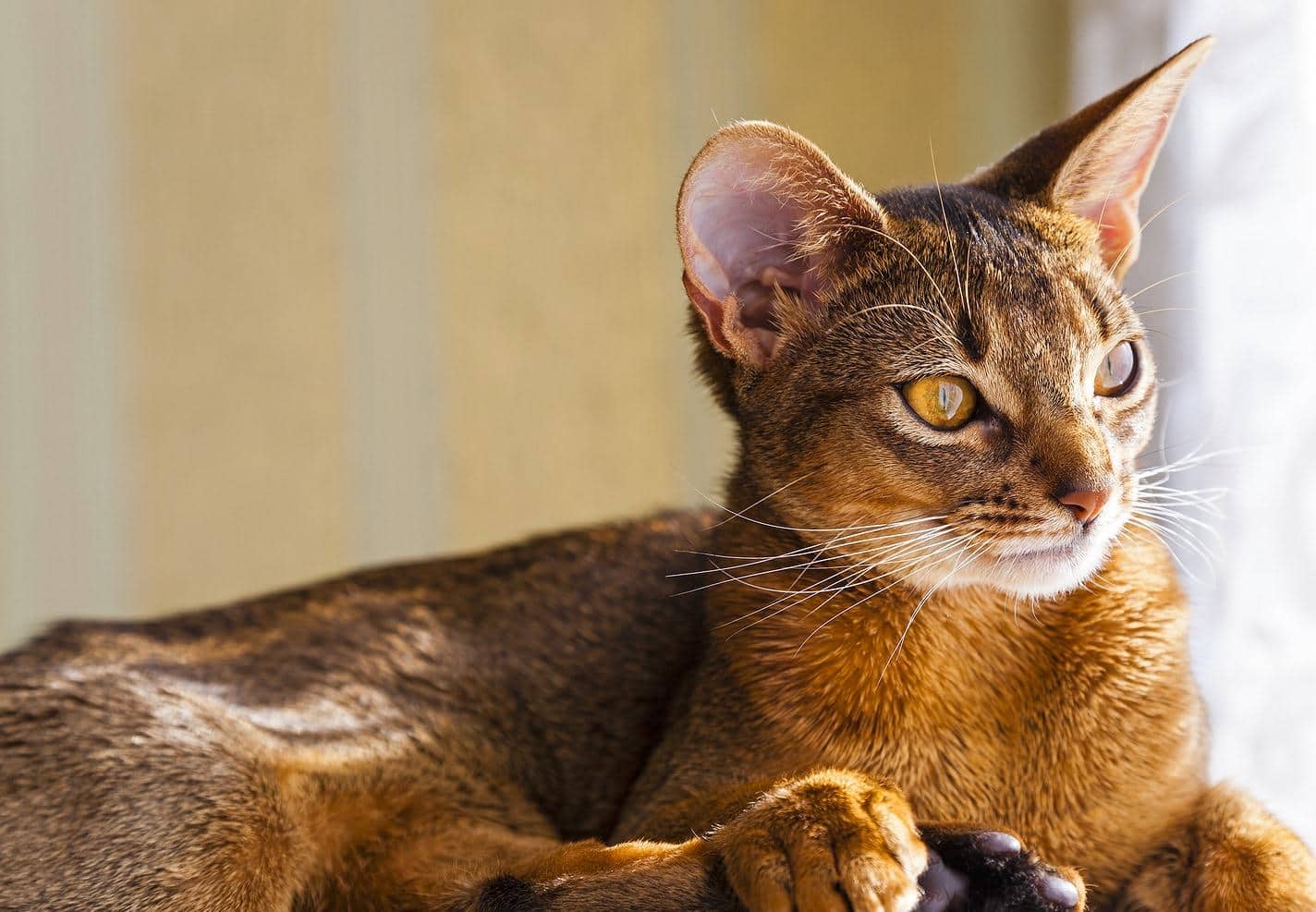Gatto abissino che fissa fuori dalla finestra.
