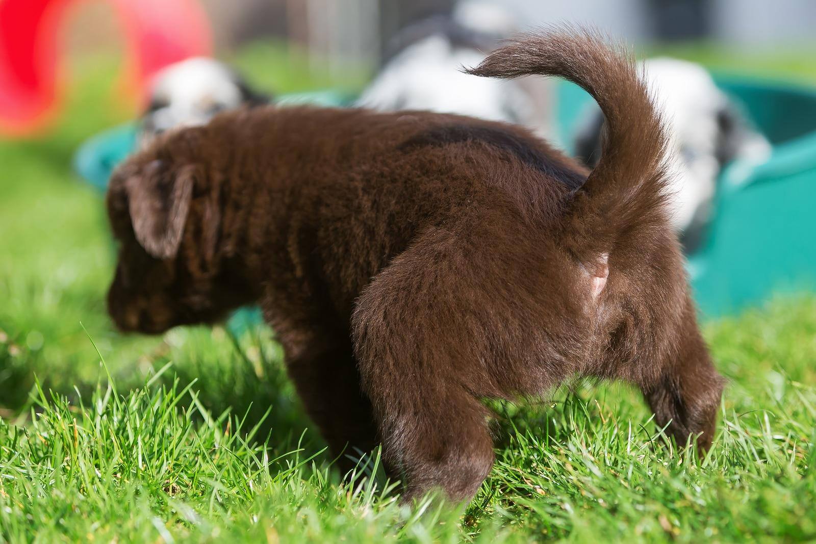 Cucciolo di Pastore Australiano marrone fa pipì sull'erba con altri cuccioli sullo sfondo