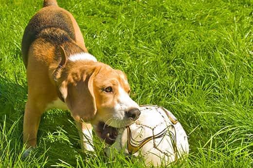 Beagle-che-mastica-un-pallone-da-calcio