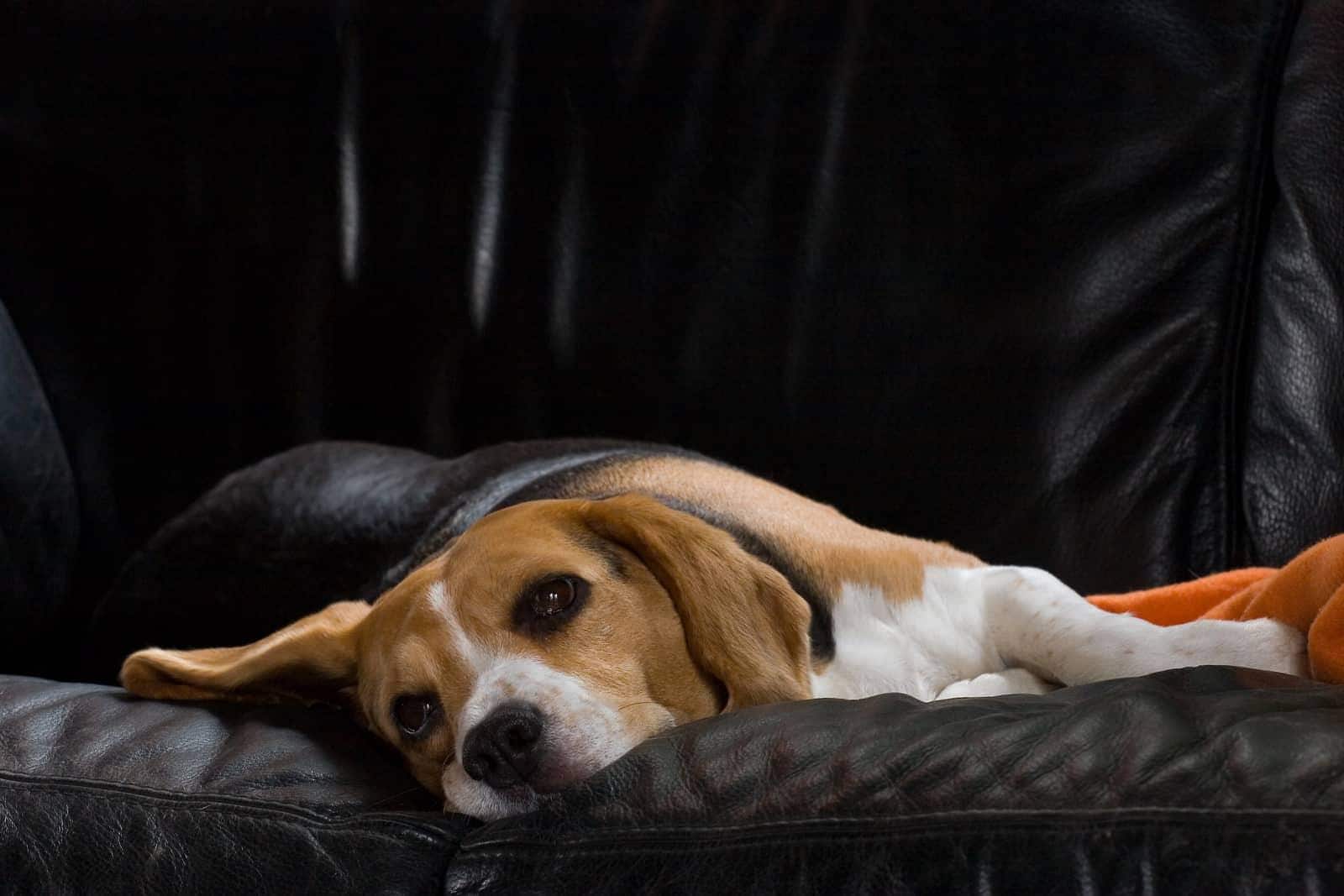 Beagle femmina riposa su un divano in pelle nera.