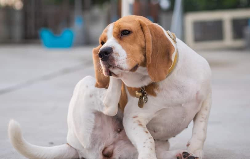 Beagle che si gratta l'orecchio.