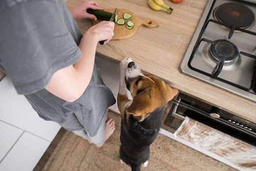 Beagle in piedi accanto a una persona che taglia un cetriolo sul piano della cucina.