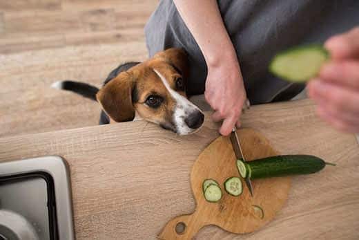 Beagle che guarda in alto vicino al piano della cucina mentre una persona affetta un cetriolo su un tagliere. 
