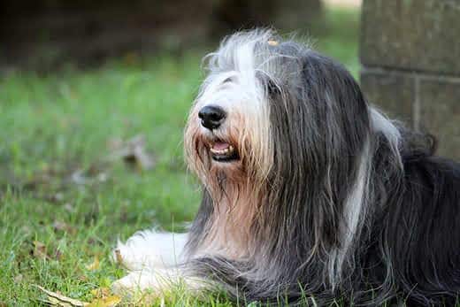Bearded collie sdraiato nell'erba accanto a un muretto in pietra.