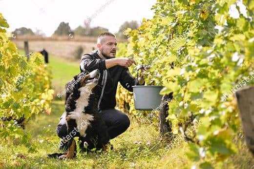 Bovaro del bernese seduto accanto a un uomo che guarda raccogliere uva in un vigneto.