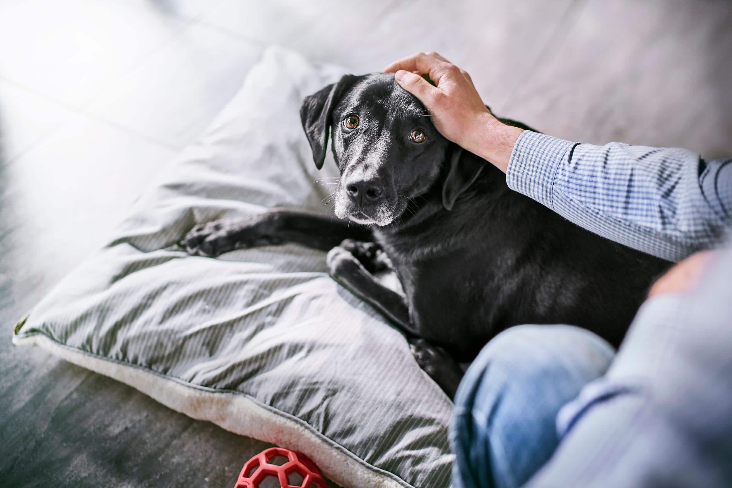 above-view-of-cat-in-cardboard-box-SW