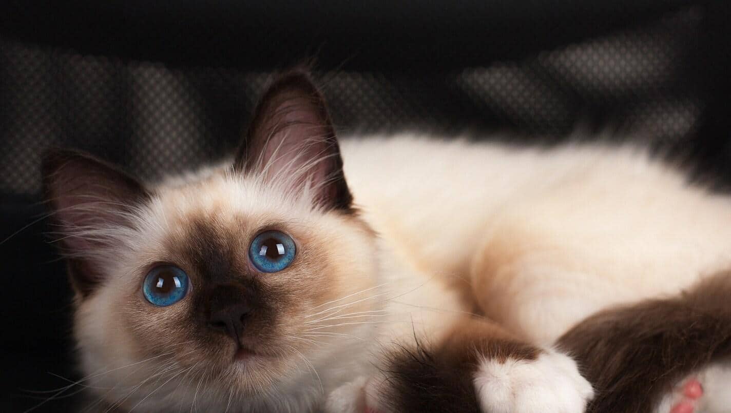 Un gattino Birmano seal point di 4 mesi con occhi blu sdraiato su una sedia da ufficio.