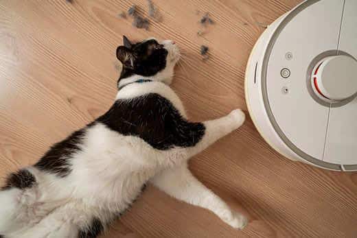 gatto-bianco-nero-disteso-vicino-a-un-robot-aspirapolvere-SW
