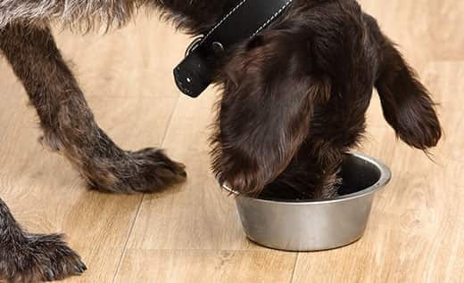 Cane nero che mangia da una ciotola a terra