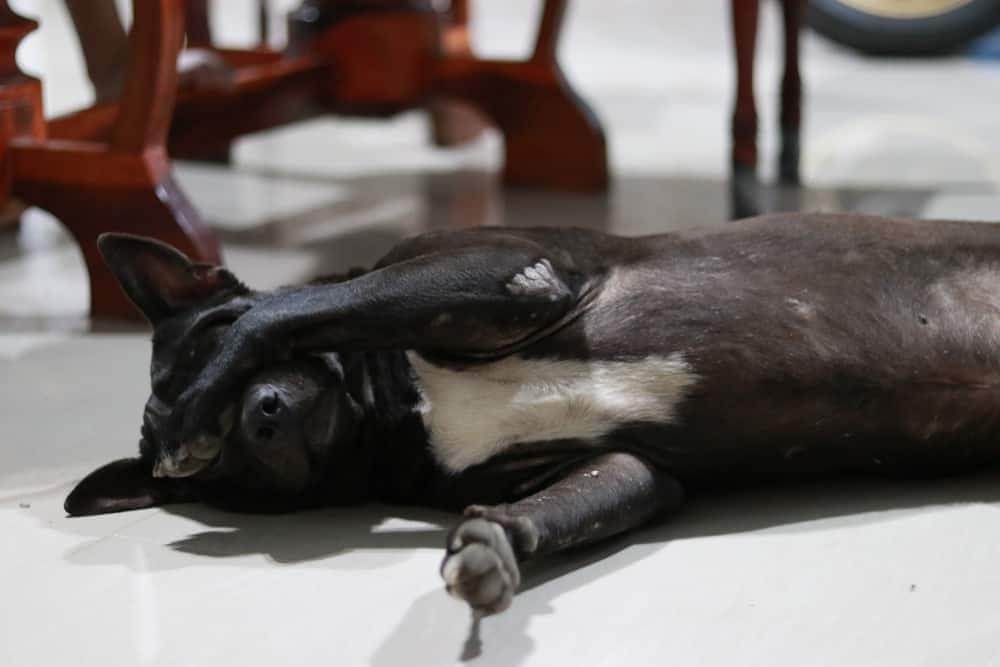Cane nero che si copre gli occhi con la zampa.