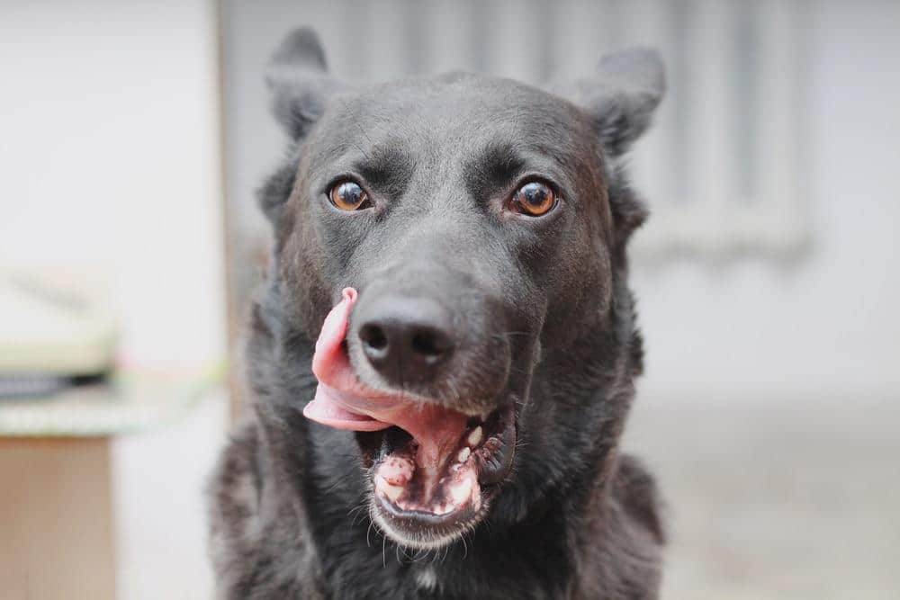 Cane nero tira fuori la lingua e si lecca il lato della bocca.