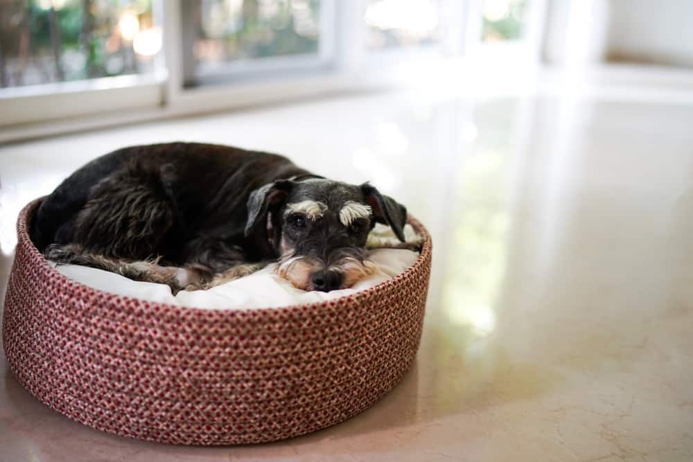 Schnauzer mini nero che dorme in una cuccia