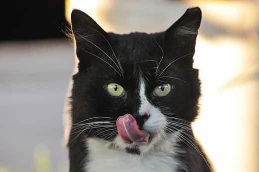 Gatto nero e bianco con gli occhi verdi si lecca le labbra.