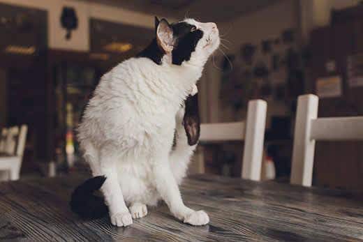 Gatto bianco e nero si gratta il collo seduto sul tavolo della cucina. 