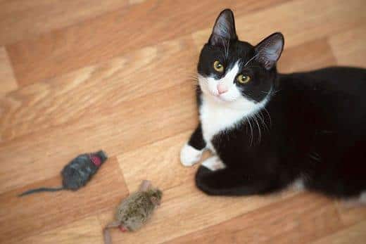 Gatto bianco e nero che guarda in alto con due giocattoli a forma di topo davanti a lui.