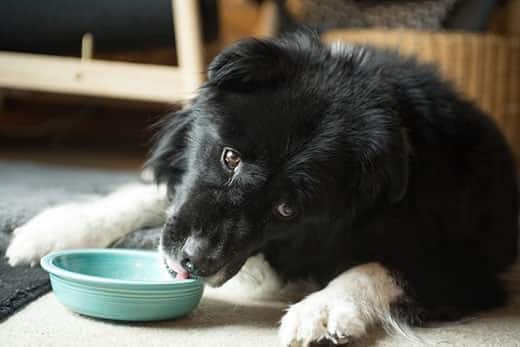 Border Collie sdraiato lecca l'interno di una ciotola verde.