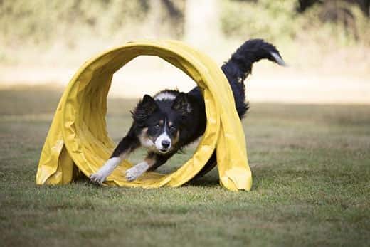 Border Collie attraversa correndo un tunnel per agility