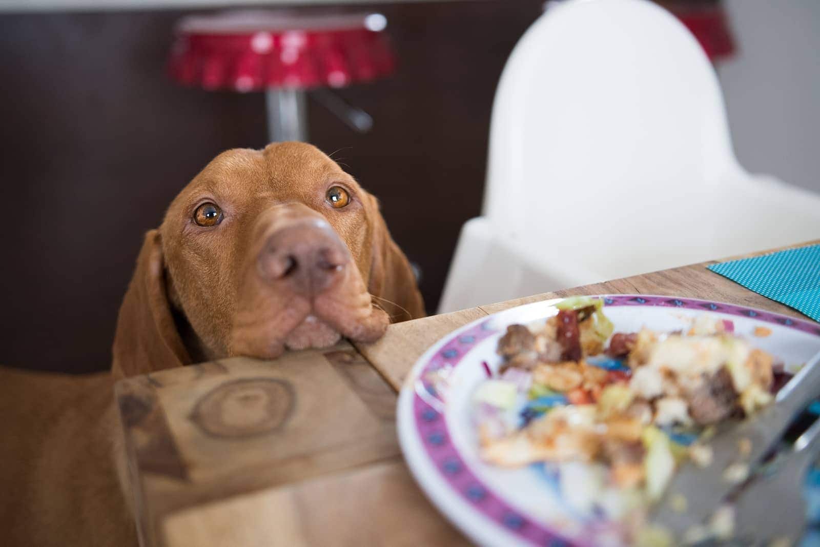 Cane che fissa la cena con la testa sulla tavola.