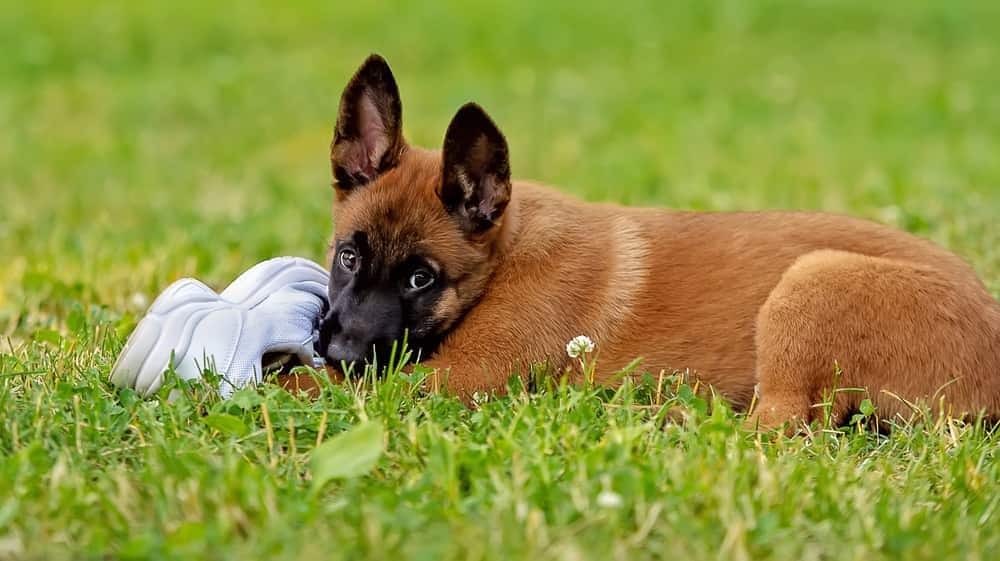 Cucciolo marrone con il muso nero che mastica una scarpa bianca in un prato.