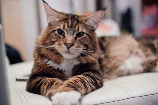 Grande Maine coon sdraiato su un divano grigio.
