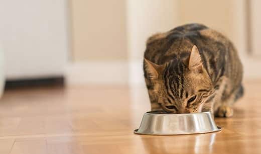 Gatto soriano marrone che mangia da una ciotola in metallo.