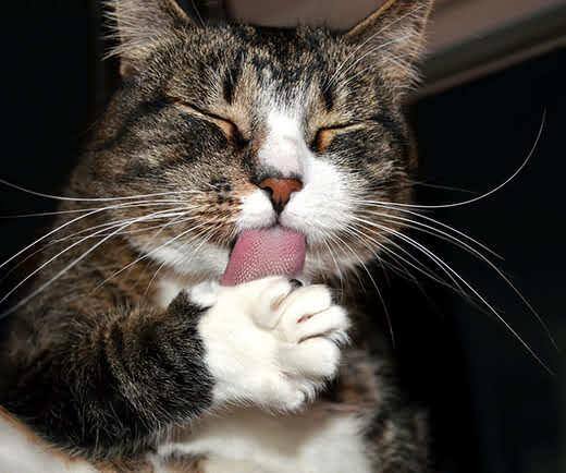 Gatto tigrato con gli occhi chiusi mentre si lecca la zampa anteriore