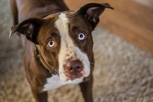 Un cane marrone e bianco con gli occhi azzurri che guarda in alto triste.