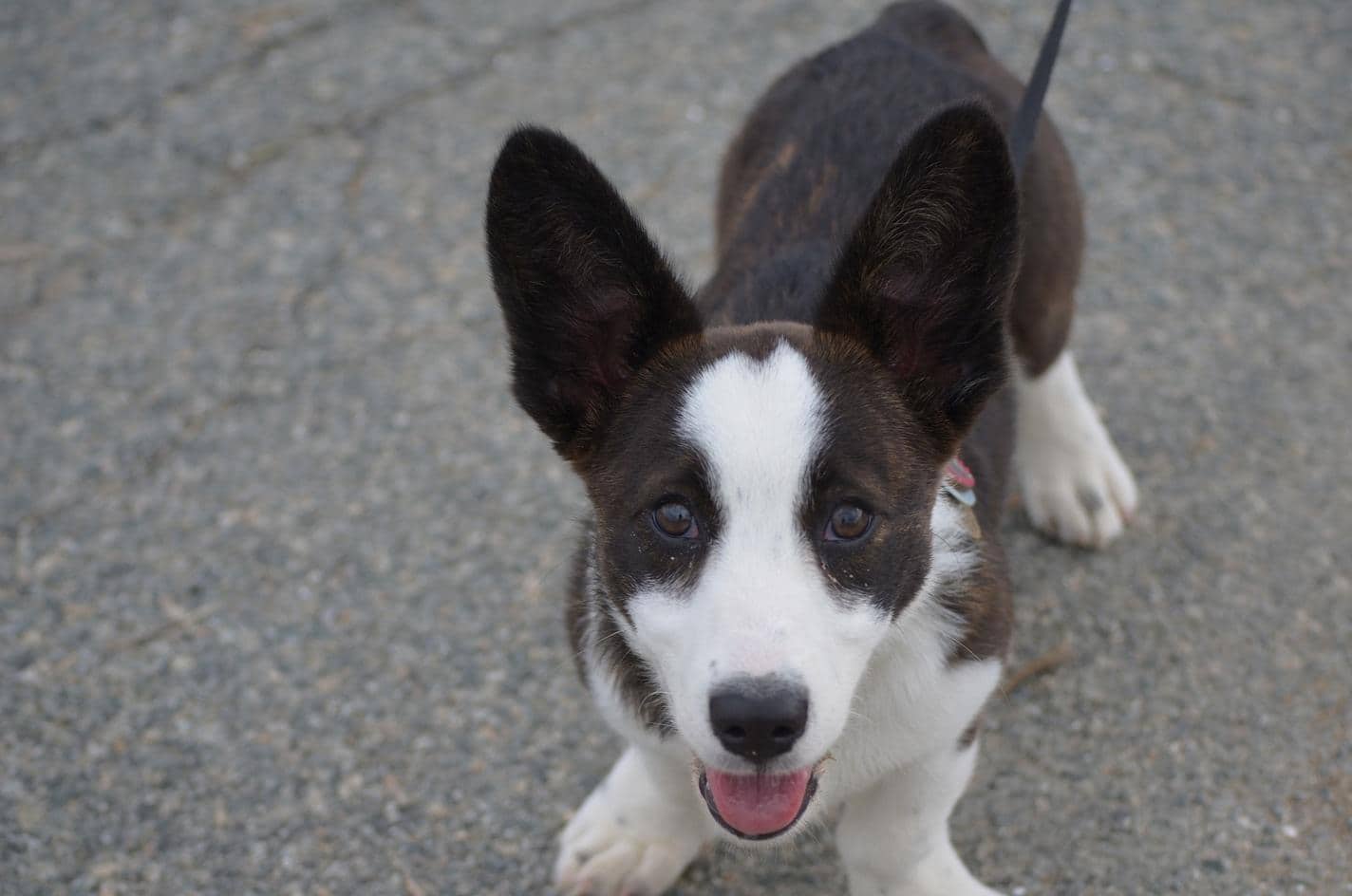 Adorabile cucciolo marrone e bianco al guinzaglio che guarda verso l'alto.