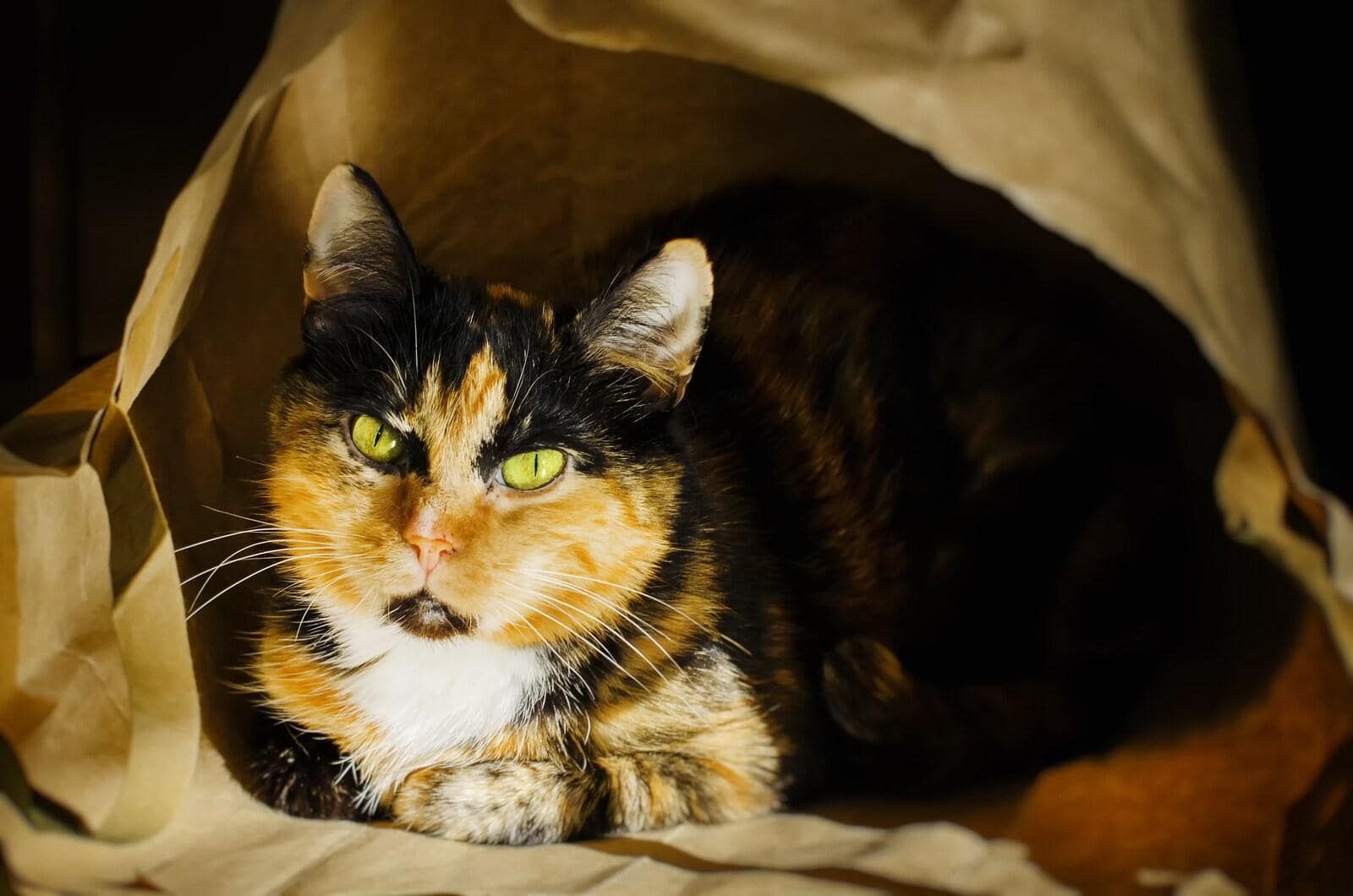 gatto-in-un-sacchetto-di-carta-marrone
