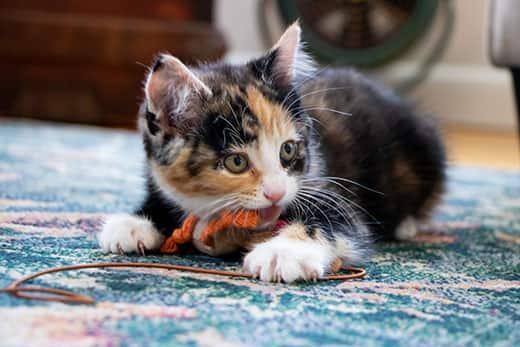 Gattino calico gioca con un filo arancione e marrone sdraiato su un tappeto blu.