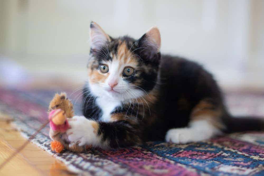 Gattino calico sdraiato su un tappeto con un giocattolo