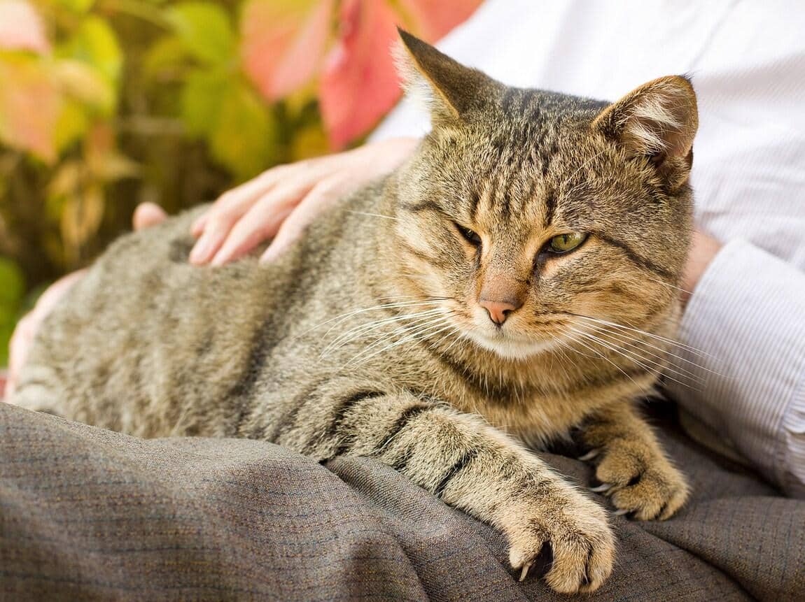 Gatto tigrato sulle gambe di una persona mentre viene accarezzato