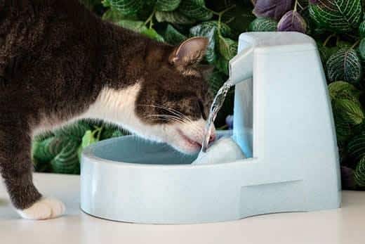 Gatto beve acqua pulita da un distributore. Fontanella per gatti. Animale assetato. Disidratazione nel gatto.