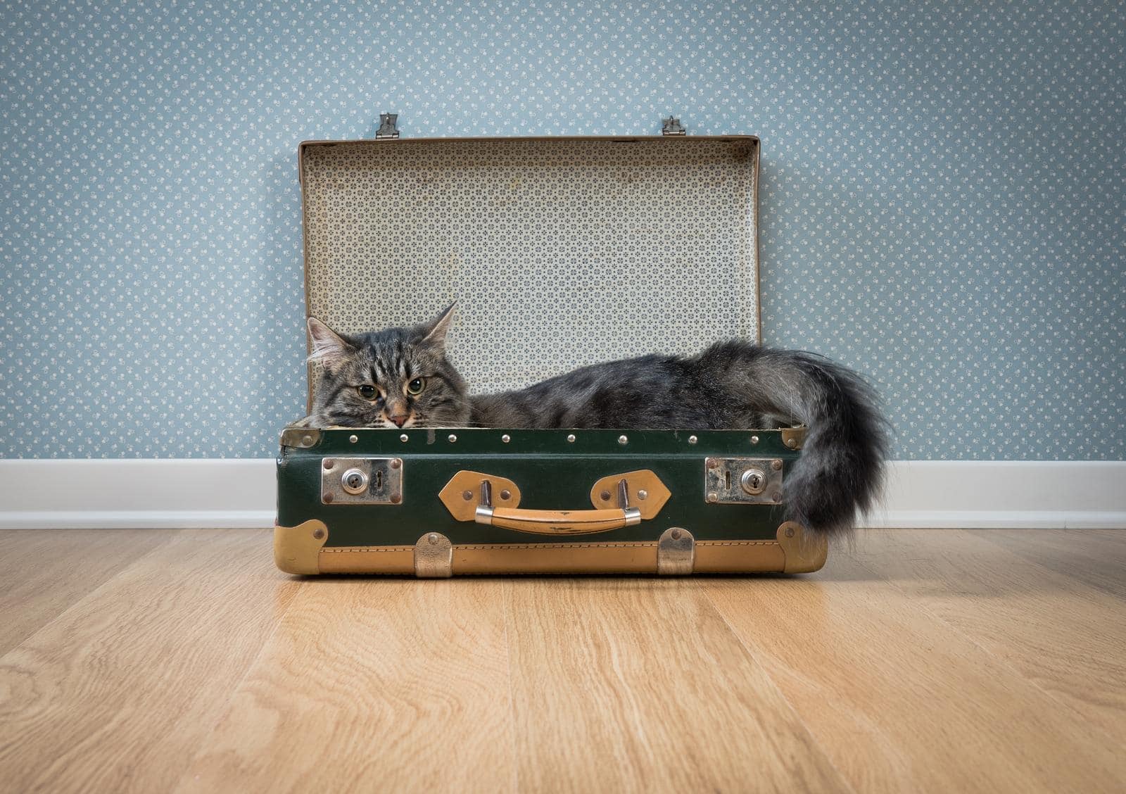 Gatto grigio a pelo lungo in una valigia verde vintage aperta su pavimento in parquet di fronte a una parete con carta da parati retrò.