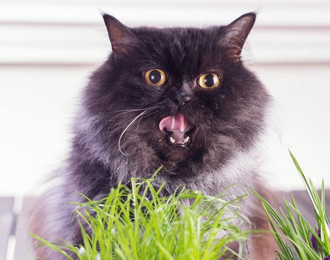 Gatto a pelo lungo che mangia l'erba
