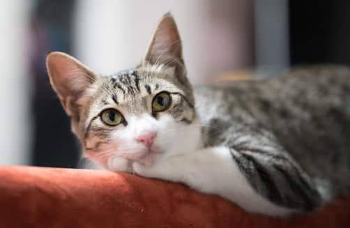 gatto rilassato sullo schienale di un divano
