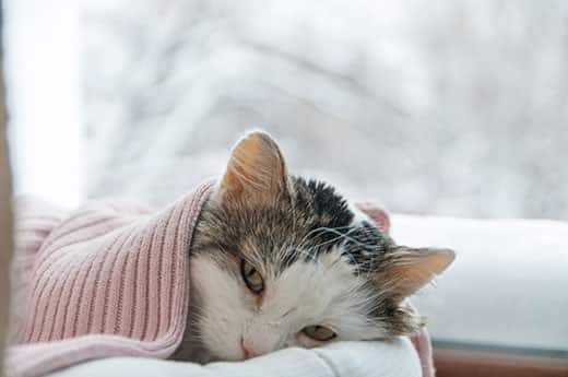 Gatto sdraiato sotto una coperta rosa accanto a una finestra con una scena invernale all'esterno.