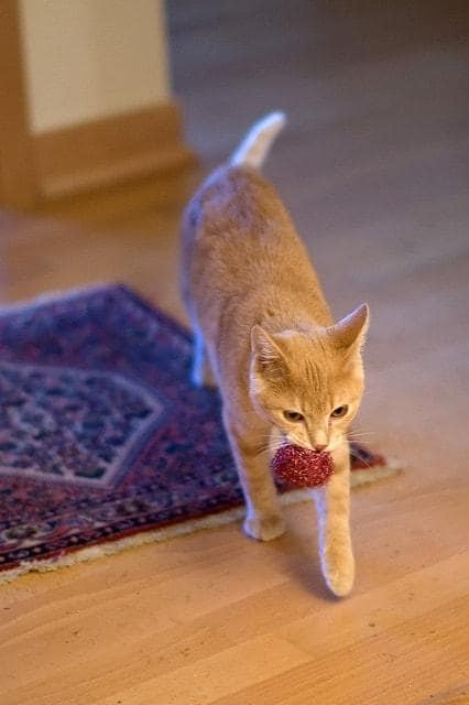 Gatto rosso con una pallina in bocca.