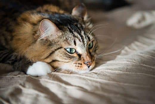Gatto a pelo lungo con occhi verdi riposa su un letto.