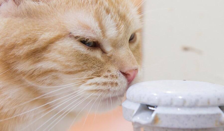 Gatto rosso annusa la parte superiore di una pompa per l'acqua