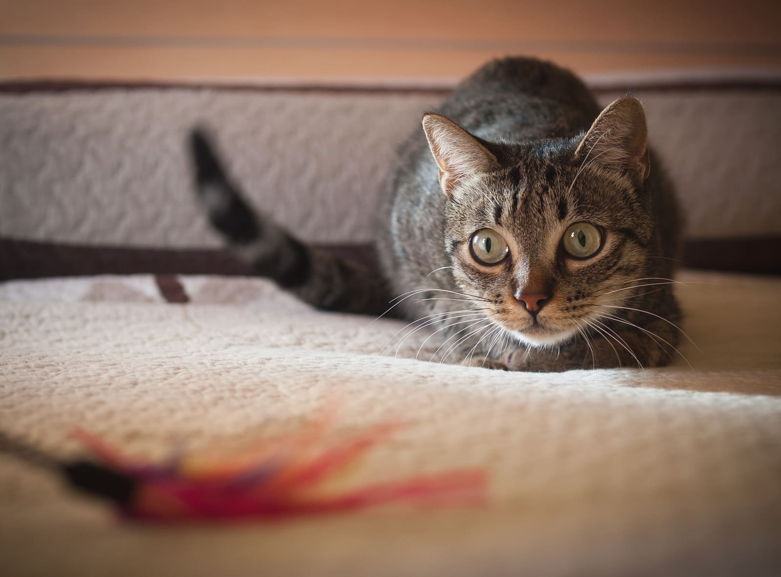 gatto-tende-un-agguato-al-gioco