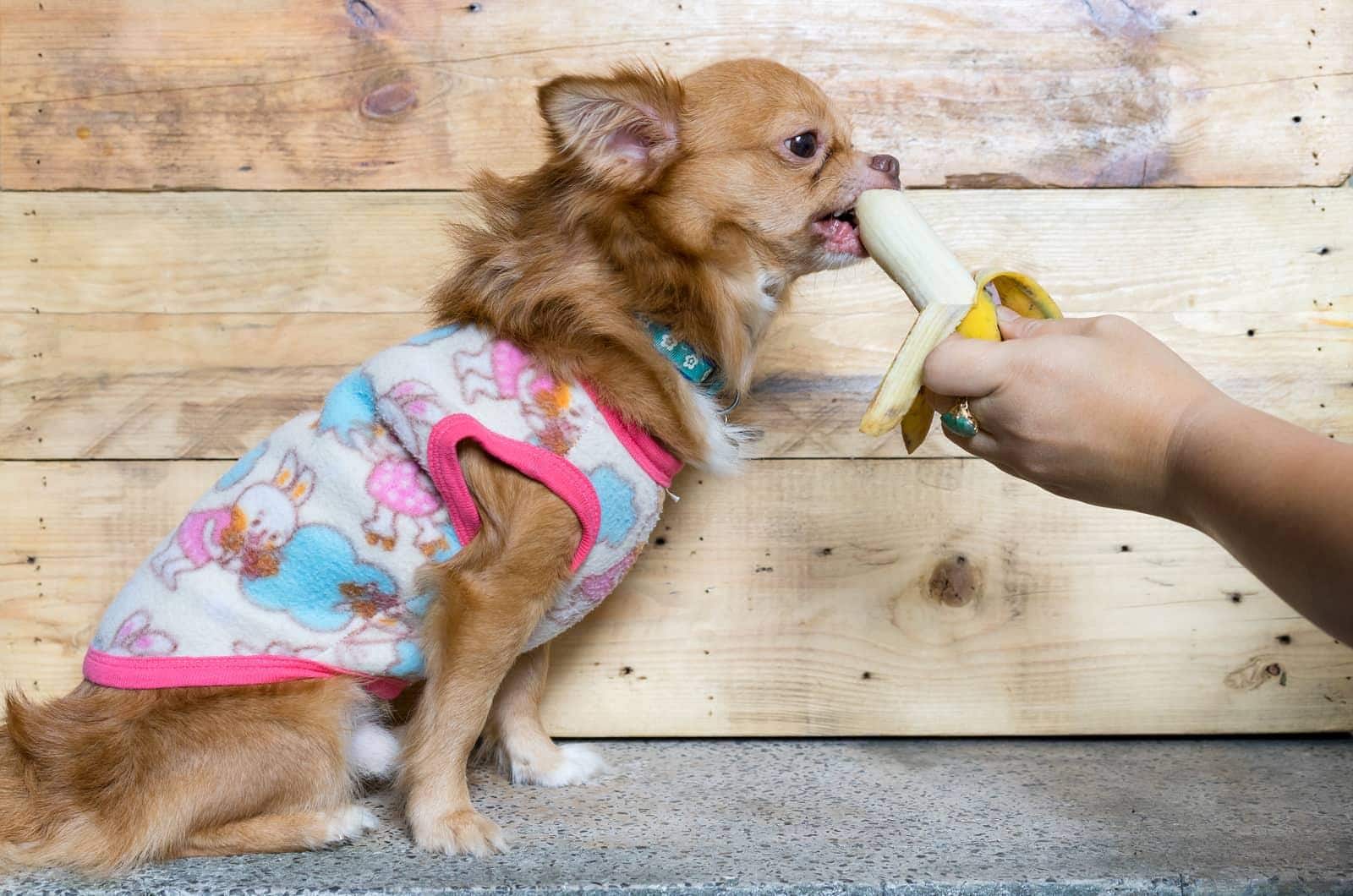 Chihuahua a pelo lungo marrone con maglione rosa mangia una banana tenuta in mano.