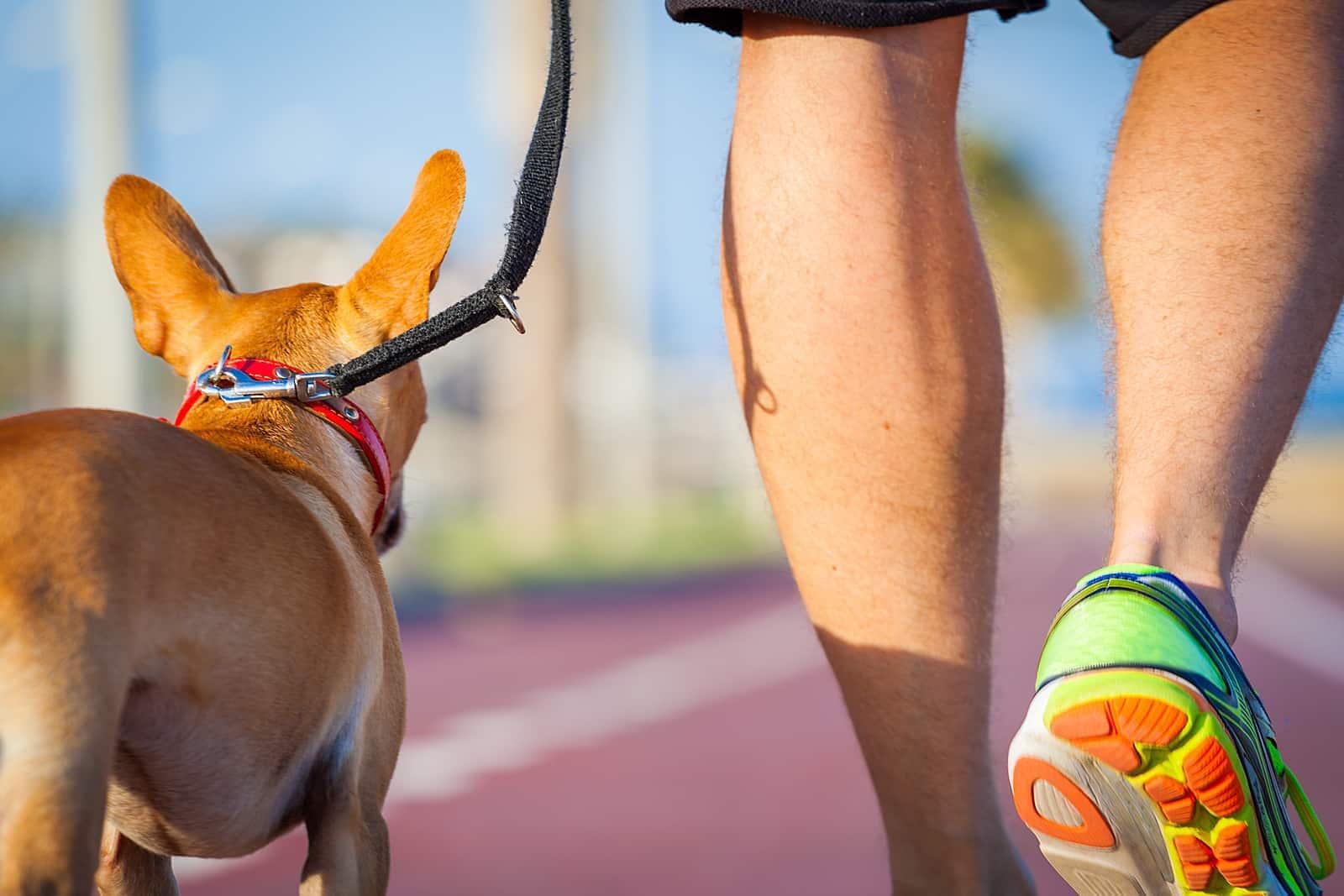 Un chihuahua a passeggio su una pista con il proprietario