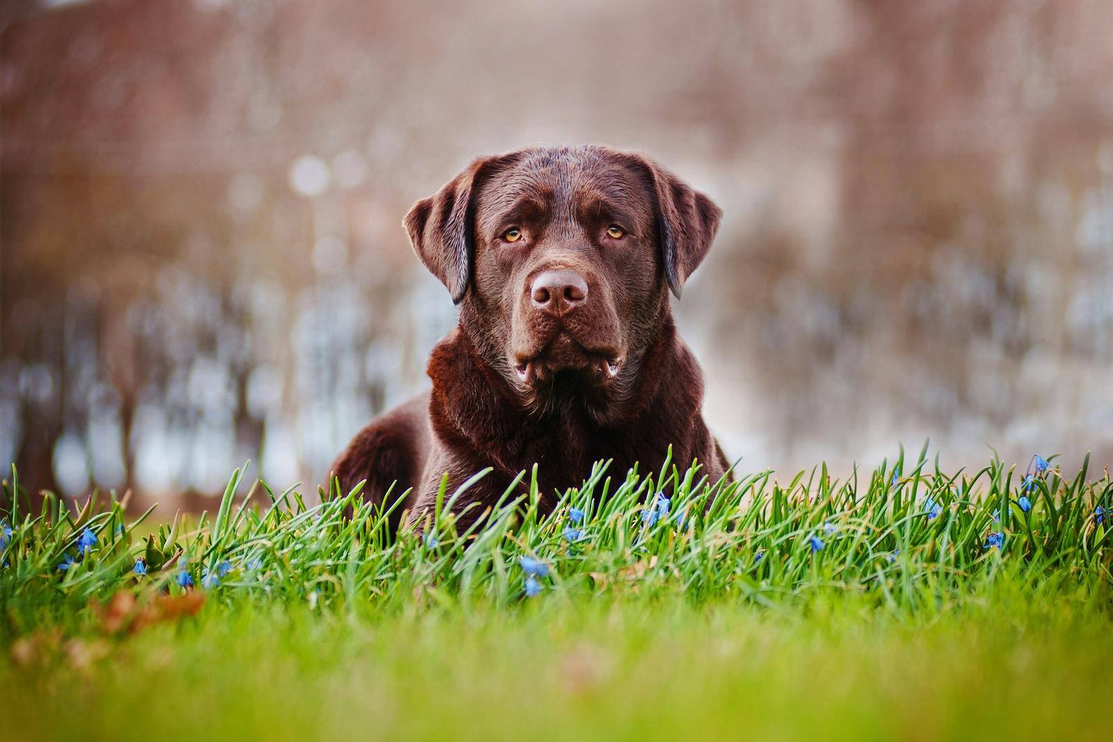 Labrador anziano color cioccolato sdraiato in un campo.