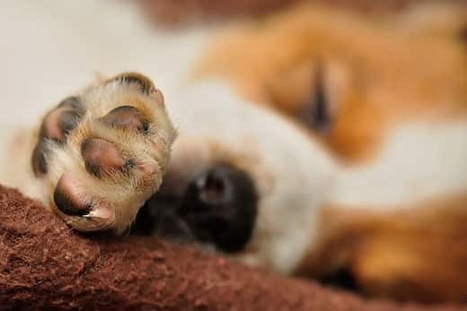 Primo piano di una zampa di beagle.