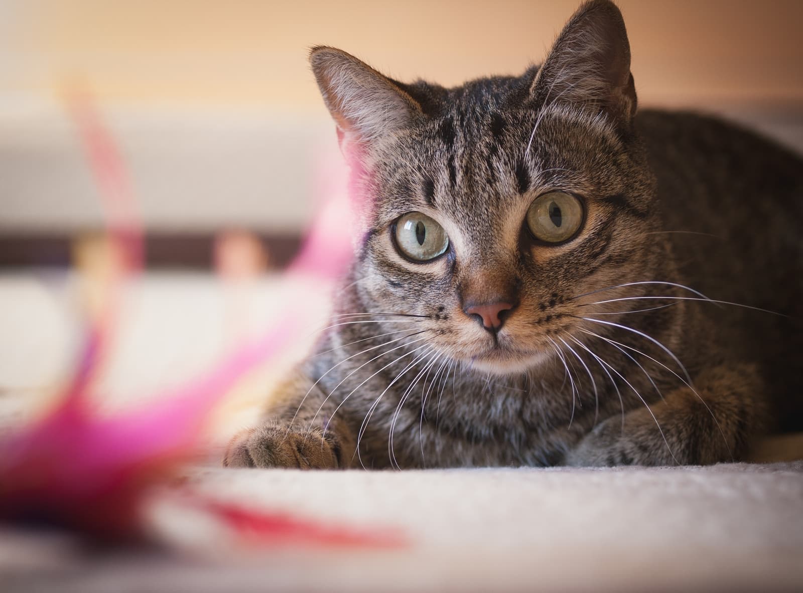 Primo piano di un gatto tigrato marrone con gli occhi verdi.
