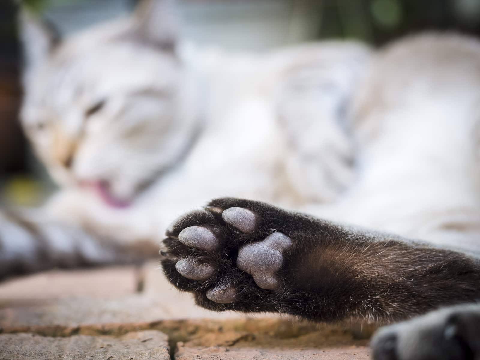 Zampa di un gatto con gatto sfocato che dorme sullo sfondo