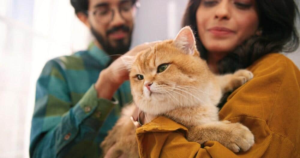 Primo piano di un'allegra coppia di giovani indiani, moglie e marito, in piedi in una stanza con in braccio un simpatico gatto.